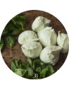 La Mozzarella di Bufala 100% | Mozzarelle di Battipaglia