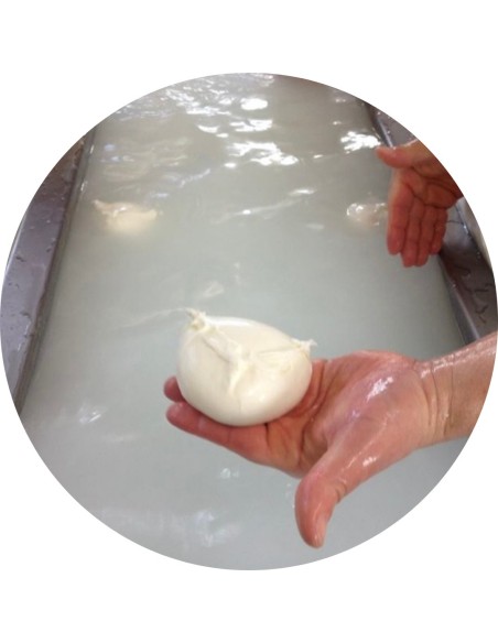 La Mozzarella di Bufala 100% | Mozzarelle di Battipaglia