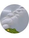 Il Coccodrillo di Battipaglia | Mozzarelle di Battipaglia